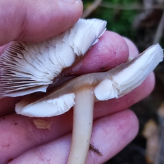 Rhodocollybia asema