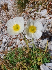 Papaver occidentale