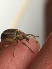 Brachypera zoilus