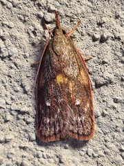 Enchocrates glaucopis