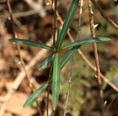 Stomatostemma monteiroae