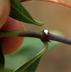 Stomatostemma monteiroae