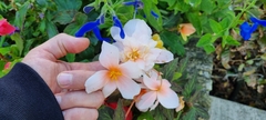 Begonia × tuberhybrida