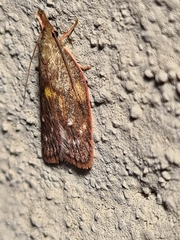 Enchocrates glaucopis