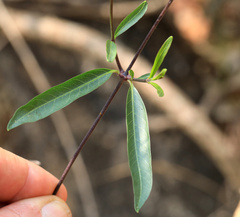 Stomatostemma monteiroae
