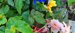 Begonia × tuberhybrida