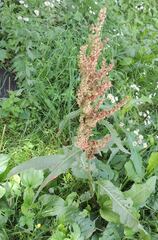 Rumex