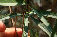 Stomatostemma monteiroae