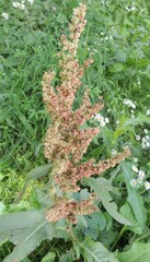 Rumex