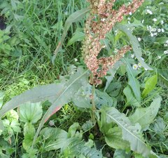 Rumex
