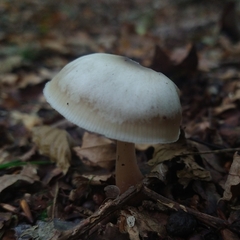 Rhodocollybia