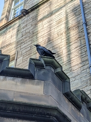 Corvus