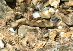 Caudata