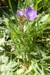 Phacelia strictiflora