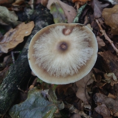 Rhodocollybia