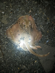 Leucoraja erinaceus
