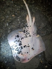 Leucoraja erinaceus