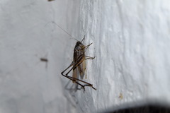 Platycleis intermedia