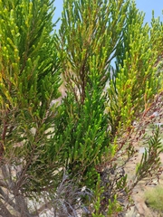 Widdringtonia nodiflora