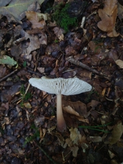 Rhodocollybia
