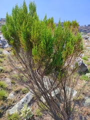 Widdringtonia nodiflora