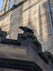 Corvus