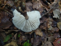 Rhodocollybia