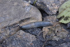 Krynickillus melanocephalus