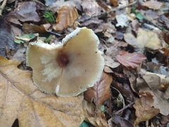 Rhodocollybia