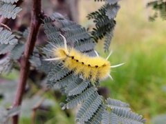 Lophocampa