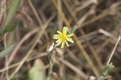 Launaea procumbens