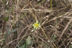 Launaea procumbens