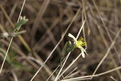 Launaea procumbens