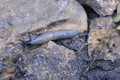 Krynickillus melanocephalus