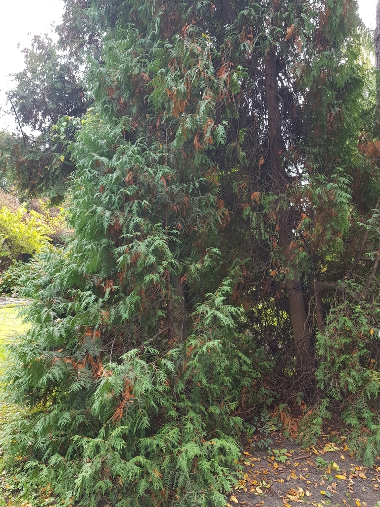 Thuja × senetae