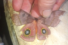 Automeris randa