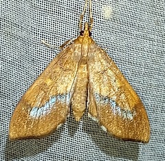 Choristostigma
