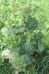 Arctium minus