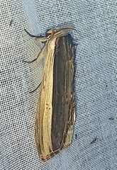 Truncaptera truncata