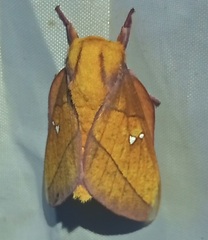 Syssphinx montana