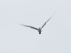 Laridae