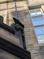 Corvus