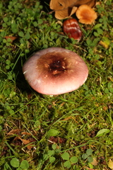 Russula cyanoxantha