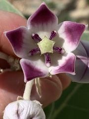 Calotropis procera