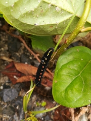 Theretra oldenlandiae