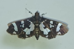 Desmia bajulalis