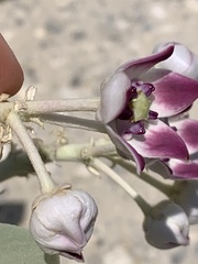 Calotropis procera