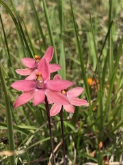 Thelymitra × macmillanii