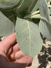Calotropis procera