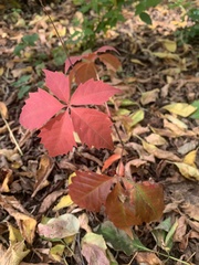 Parthenocissus quinquefolia